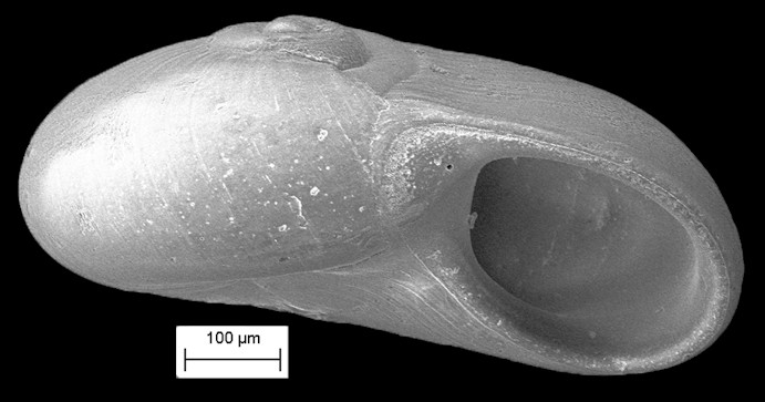 Teinostoma lerema Pilsbry and McGinty, 1945