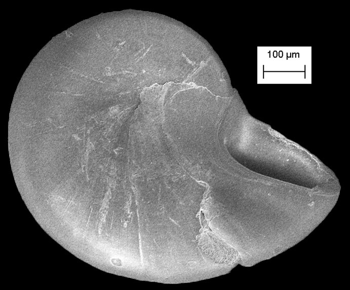 Teinostoma lerema Pilsbry and McGinty, 1945