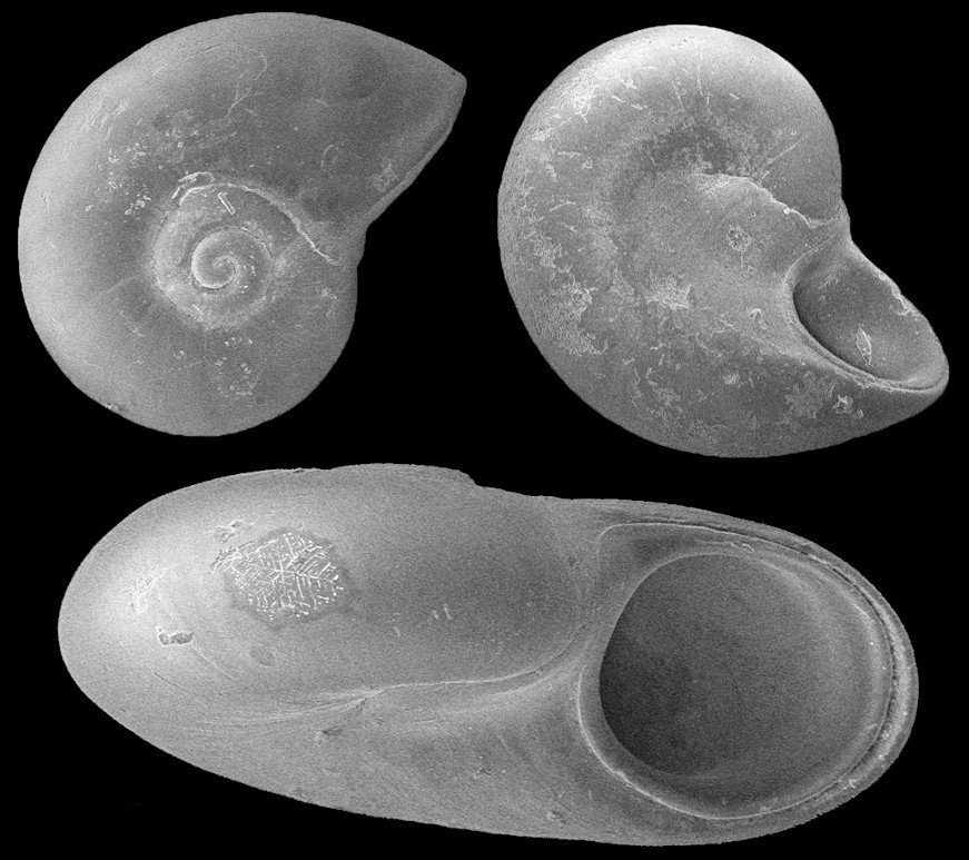 Teinostoma lerema Pilsbry and McGinty, 1945