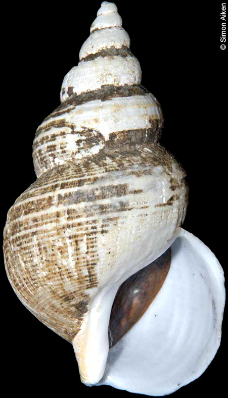 Buccinum leucostomum Lischke, 1872