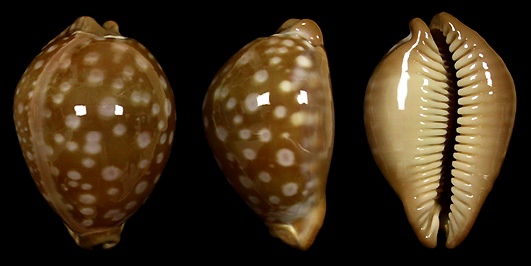 Callistocypraea leucodon (Broderip, 1828)