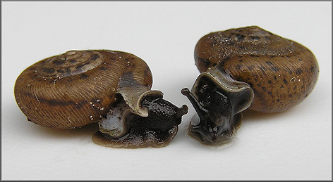 Daedalochila auriculata From Levy County, Florida