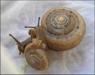 Daedalochila auriculata From Levy County, Florida