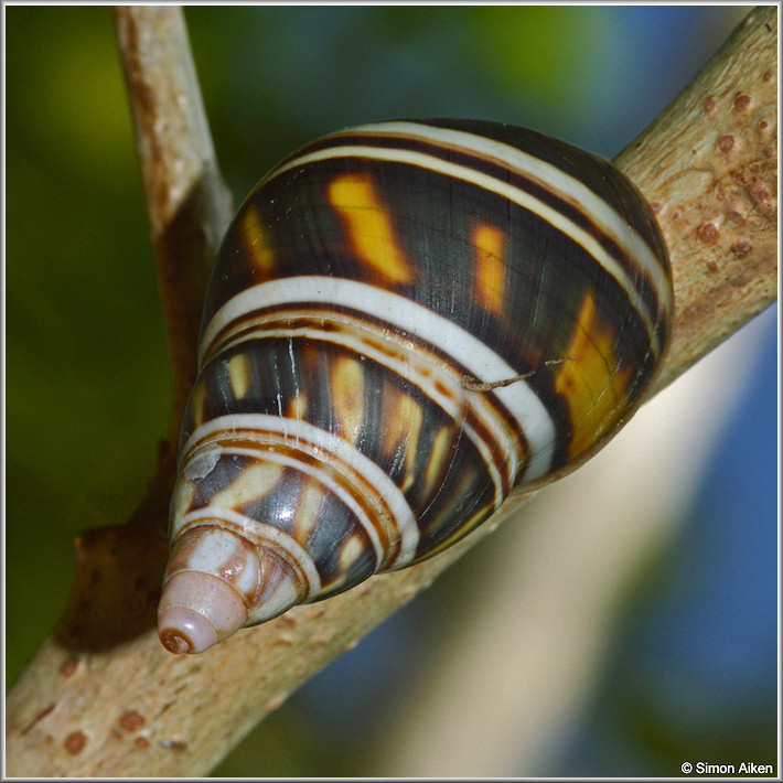 Liguus fasciatus (Mller, 1774) In Situ