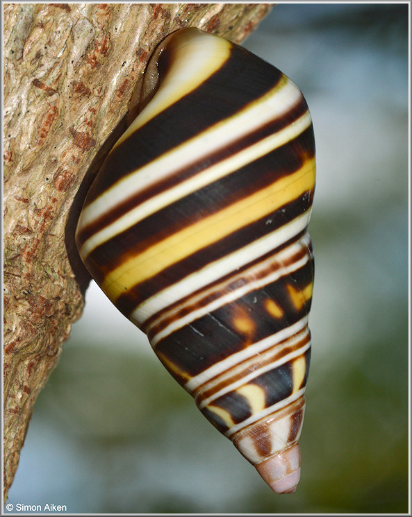 Liguus fasciatus (Mller, 1774) In Situ