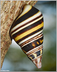 Liguus fasciatus (Mller, 1774) In Situ