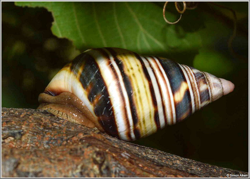 Liguus fasciatus (Mller, 1774) In Situ