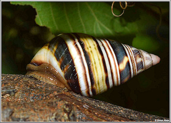 Liguus fasciatus (Mller, 1774) In Situ