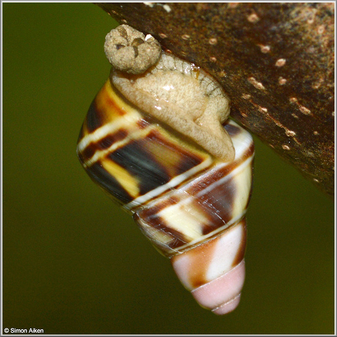 Liguus fasciatus (Mller, 1774) Juvenile In Situ