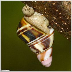 Liguus fasciatus (Mller, 1774) Juvenile In Situ