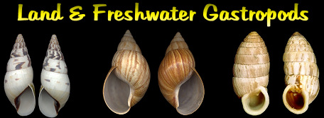 Land & Freshwater Gastropods