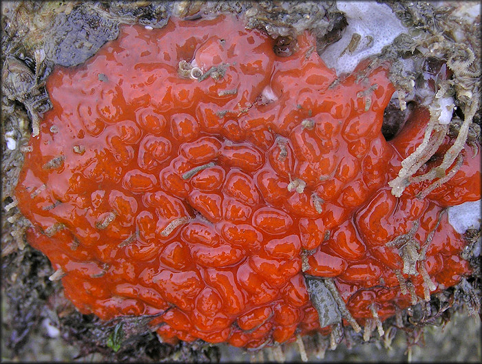 Symplegma rubra Red Encrusting Tunicate