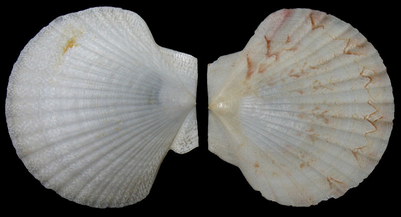 Euvola chazaliei (Dautzenberg, 1900) Dwarf Zigzag Scallop