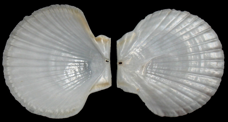 Euvola chazaliei (Dautzenberg, 1900) Dwarf Zigzag Scallop