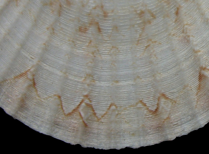 Euvola chazaliei (Dautzenberg, 1900) Dwarf Zigzag Scallop