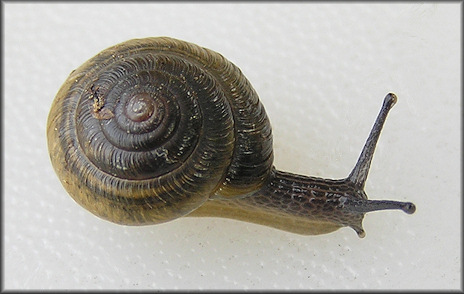 Ventridens ligera (Say, 1821) Globose Dome Juvenile