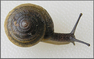 Ventridens ligera (Say, 1821) Globose Dome Juvenile