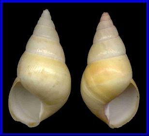 Liguus fasciatus (Müller, 1774) 