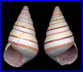 Liguus virgineus (Linnaeus, 1758) 