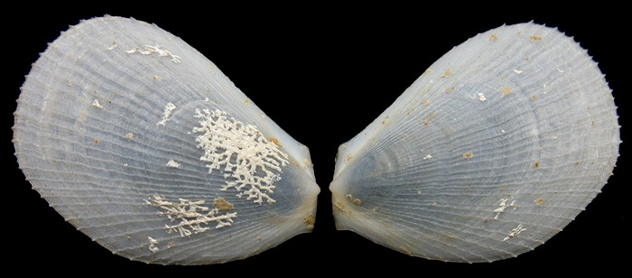 Limaria pellucida (C. B. Adams, 1846) Antillean Fileclam