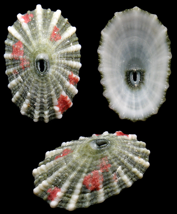 Diodora viridula (Lamarck, 1822) Green Keyhole Limpet