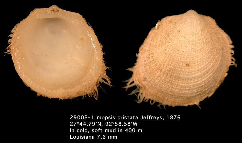 Limopsis cristata Jeffreys, 1876 Crested Limops