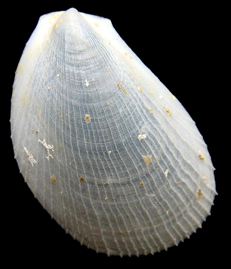 Limaria pellucida (C. B. Adams, 1846) Antillean Fileclam