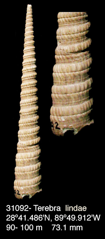 Terebra lindae Petuch, 1987