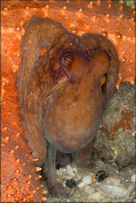 Octopus Species From The Lake Worth Lagoon