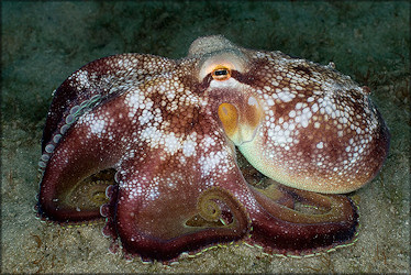 Octopus Species From The Lake Worth Lagoon