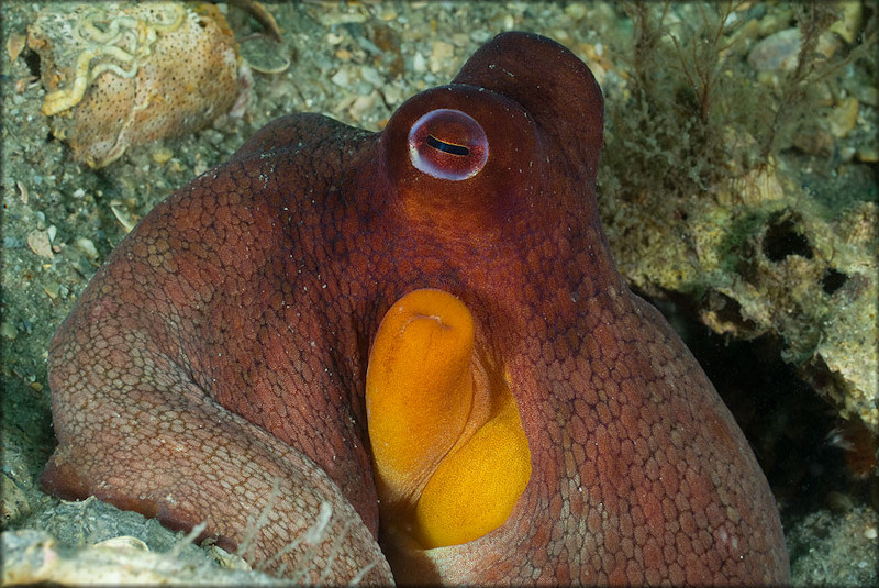 Octopus Species From The Lake Worth Lagoon