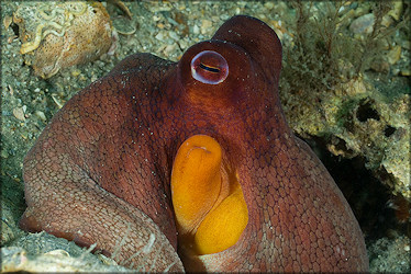 Octopus Species From The Lake Worth Lagoon