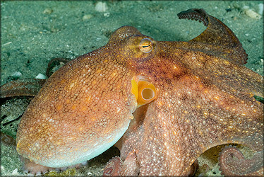 Octopus Species From The Lake Worth Lagoon