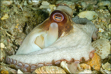 Octopus Species From The Lake Worth Lagoon