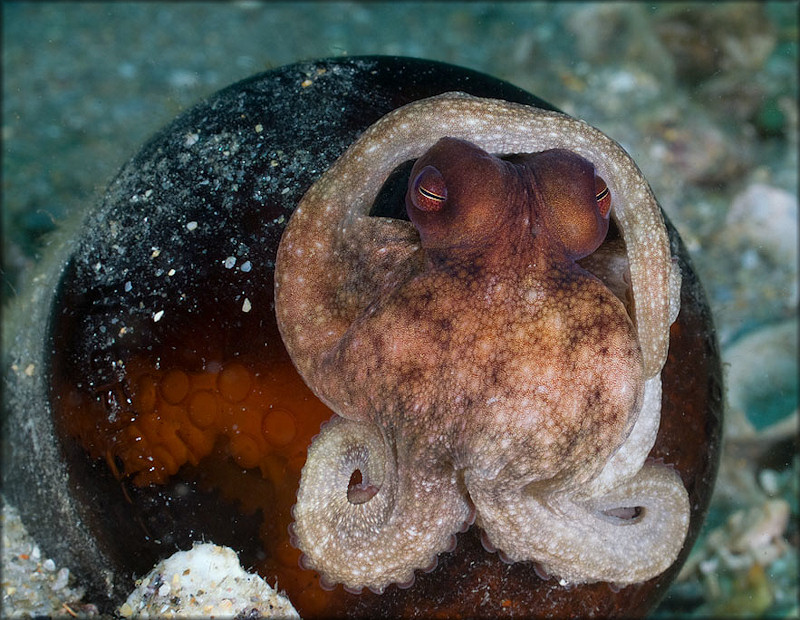 Octopus Species From The Lake Worth Lagoon