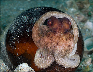 Octopus Species From The Lake Worth Lagoon