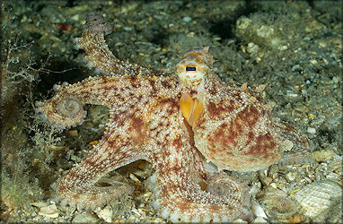 Octopus Species From The Lake Worth Lagoon