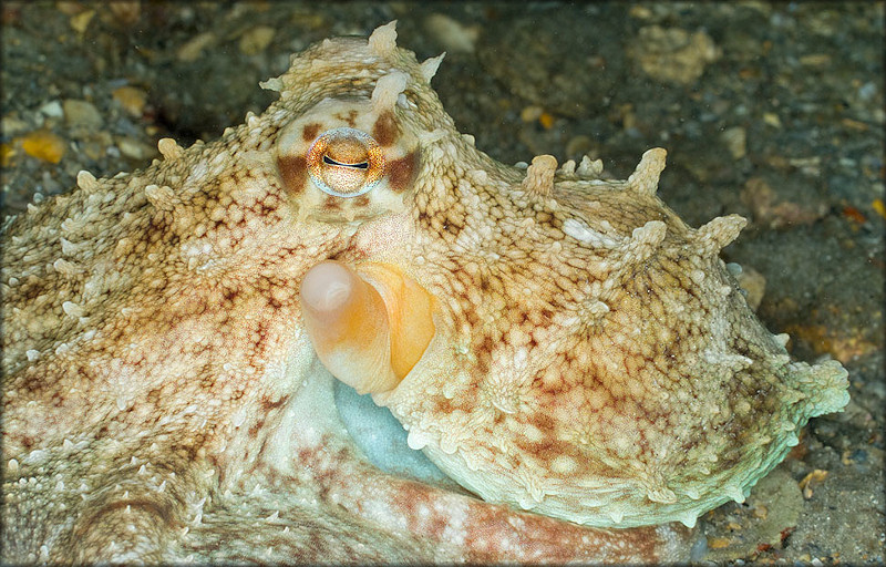 Octopus Species From The Lake Worth Lagoon