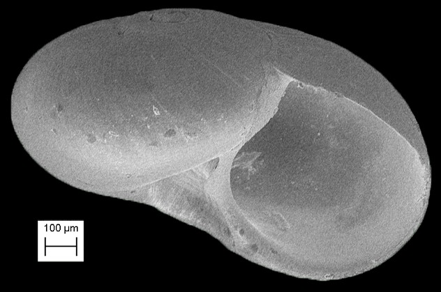 Solariorbis lineopunctatus Rubio, Fernndez-Garcs and Roln, 2011 Fossil