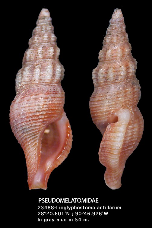 Lioglyphostoma antillarum (d'Orbigny, 1842)