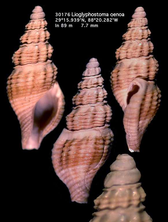 Lioglyphostoma oenoa (Bartsch, 1934)