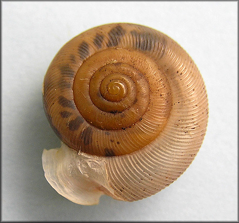 Daedalochila auriculata Shell From Near Turnbull Creek Bridge 8/1/2009