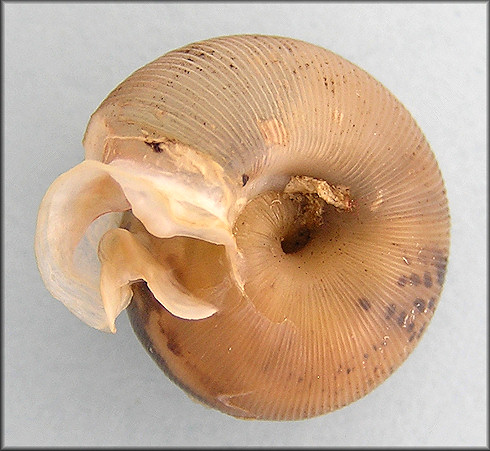 Daedalochila auriculata Shell From Near Turnbull Creek Bridge 8/1/2009