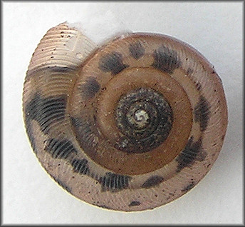 Daedalochila auriculata Shell From Near Turnbull Creek Bridge 8/1/2009