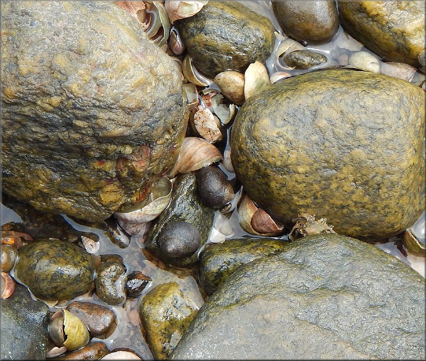 Littorina littorea (Linnaeus, 1758) Common Periwinkle In Situ