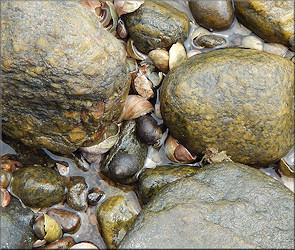 Littorina littorea (Linnaeus, 1758) Common Periwinkle In Situ