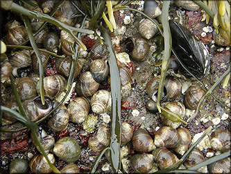 Littorina littorea (Linnaeus, 1758) Common Periwinkle In Situ