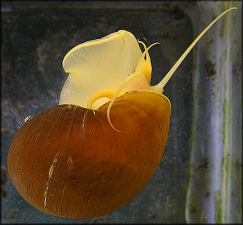 Pomacea canaliculata (Lamarck, 1822) Floating At Surface