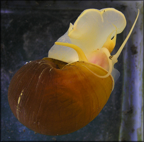 Pomacea canaliculata (Lamarck, 1822) Floating At Surface