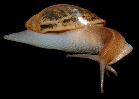 Euglandina rosea (Frussac, 1821) Rosy Wolfsnail